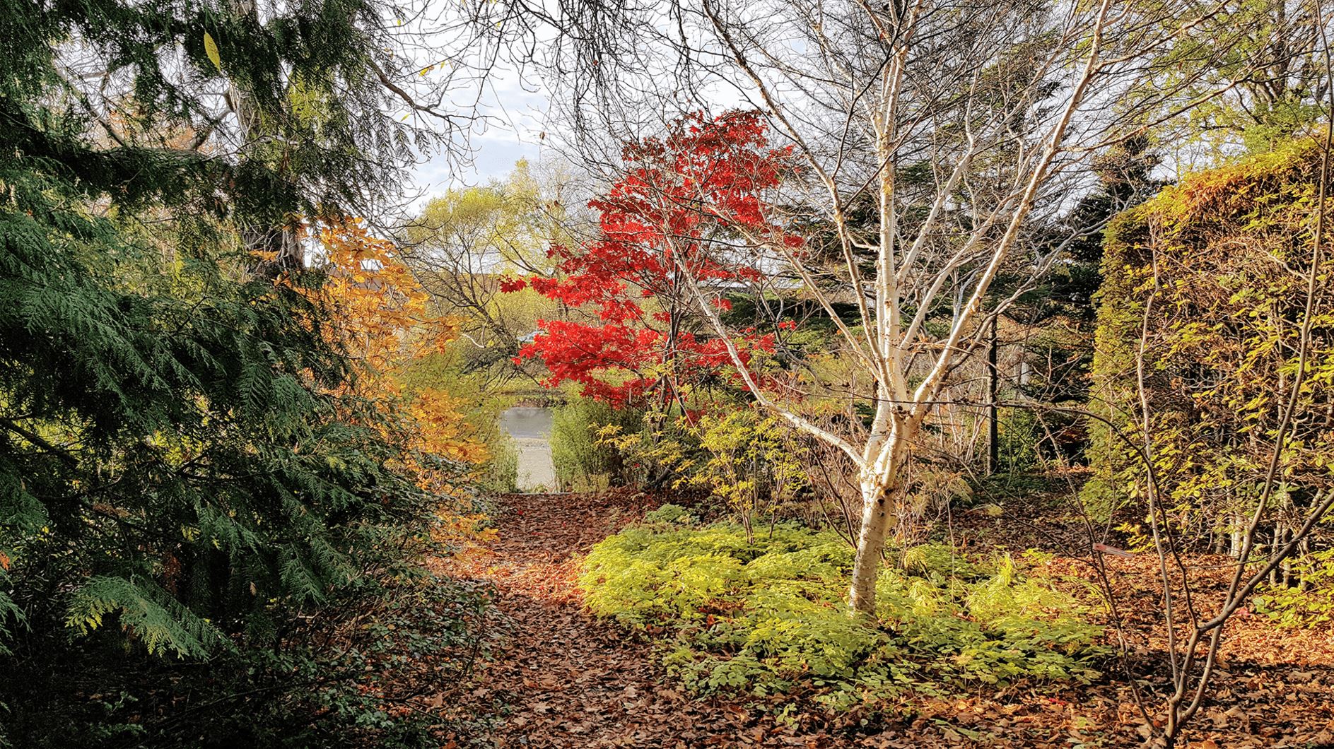 [Image: Garden view]