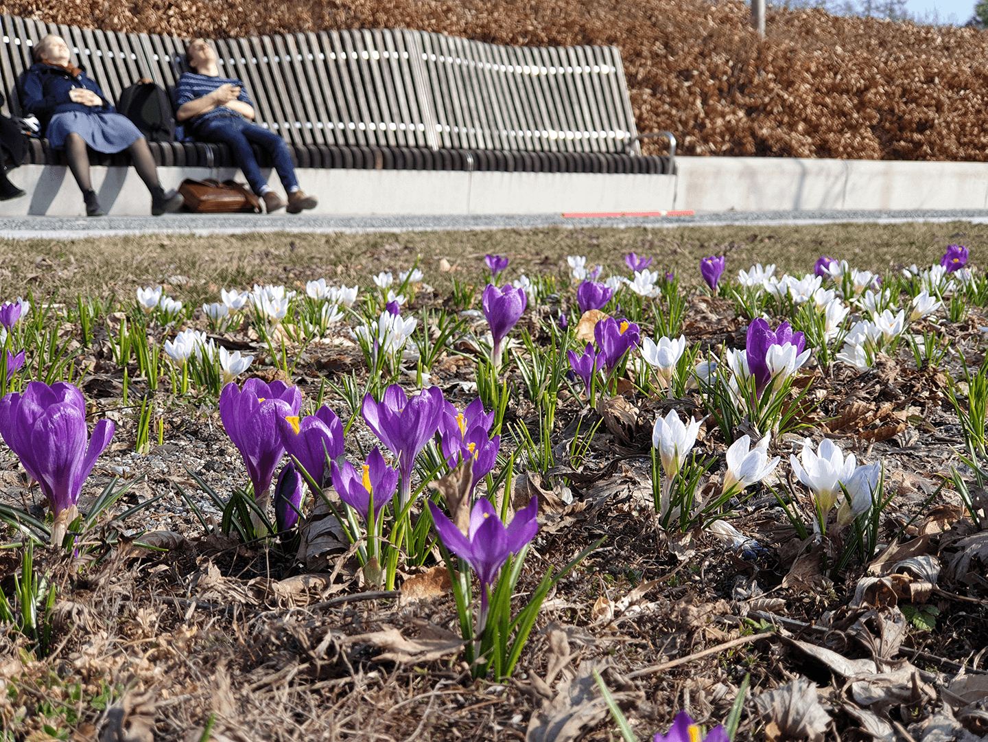 [Image: Garden view]